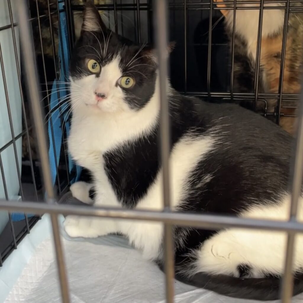 Screenshot Taxi Animalier